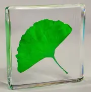 48mm Real Ginkgo Biloba Leaf in Clear Lucite Resin Dried Pressed Herb Herbarium