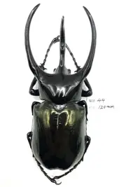 在飛比找露天拍賣優惠-Chalcosoma chiron janssensi.高卡