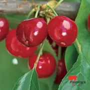 Buy Dwarf Cherry Trixzie&reg; Black Cherree&reg; Fruit Tree (Prunus avium)