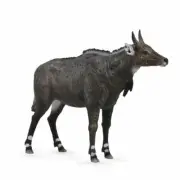 Collecta Nilgai Animal Toy From Japan