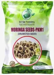 SRI SAI FORESTRY Moringa Seeds 100 Seeds - Drumstick free shipping world wide