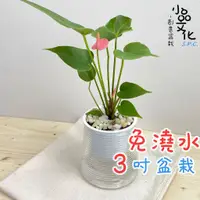 在飛比找蝦皮商城優惠-【小品文化】粉紅火鶴【現貨】3吋山形免澆水盆栽 室內植物 室