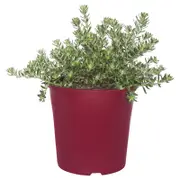 330mm Coastal Rosemary - Westringia fruticosa