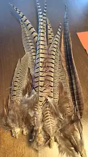 Wild Genuine Pheasant Tail Feathers -6-19 inches - 16 Pieces