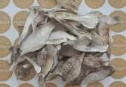 Coprinus Fungus Wild, Dried Shaggy Mane Mushrooms Slices, Shaggy Ink Cap Fungi