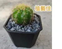 在飛比找Yahoo!奇摩拍賣優惠-[植藝佳]金盛丸 仙人掌 多肉植物 2吋盆