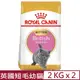 【2入組】ROYAL CANIN法國皇家-英國短毛幼貓 BSK38 2KG