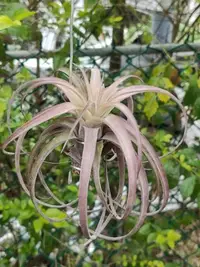 在飛比找Yahoo!奇摩拍賣優惠-綠房子空氣鳳梨 愛結 Tillandsia Love Kno