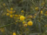 Buy Bramble Wattle Trees - Acacia victoriae