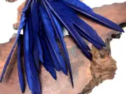 1/4 Lb. Navy Blue Goose Pointers Long Primary Wing Wholesale Feather Halloween