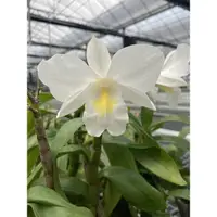 在飛比找露天拍賣優惠-新上架 Dendrobium formosum 美花石斛 花