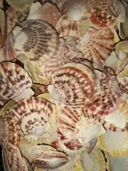 500g mascarensis pecten scallop seashells. Beach home coastal decor. Art Craft