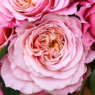 《雅》 🈶貨 🌟強香🌟🌹 玫瑰花盆栽苗 🌹 玫瑰苗 🌹 玫瑰花苗 🌹 玫瑰盆花 🌹玫瑰花🌹