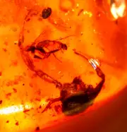 Super RARE True Scorpion Hunting Fly in Burmite Amber Fossil Dinosaur Age
