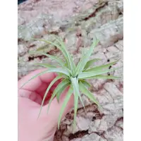 在飛比找蝦皮購物優惠-空鳳 激似甜玫瑰 Tillandsia  harrisii 