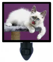 Cat Decorative Photo Night Light, Is It Dinner Yet?, Kitten