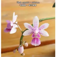 在飛比找蝦皮購物優惠-Phal. equestris × deliciosa 姬蝴
