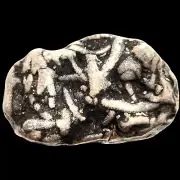 Cladopora Fossil Mortality Plate Devonian Branch Cladopora Coral Michigan 1.1KG