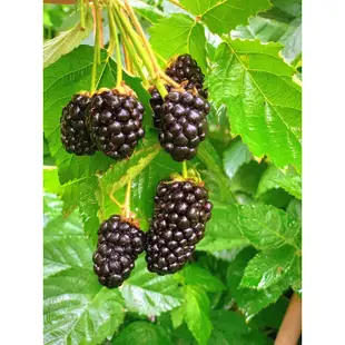 💥💥【歐洲進口樹莓種子】漿果種子  覆盆子 小院種植當年結果植物 水果種子 一年兩季 樹莓種子 紅樹莓 黑樹莓 盆栽地栽