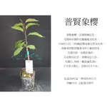 心栽花坊-普賢象櫻/4吋/櫻花/櫻花品種/觀花植物/綠籬植物/售價200特價180