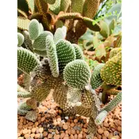 在飛比找蝦皮購物優惠-「北迴陳天養」露養 米奇仙人掌 Opuntia 白烏帽子 金