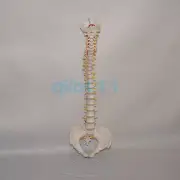 Didactic Flexible Spinal Column Anatomy Model Human Skeleton Specimen