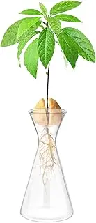 Haoideo Avocado Seed Sprout Starter Vase Planter Pot Glass Avocado Tree Plant Growing Vase Kit Indoor Home Decor Hydroponic Tabletop Flower Pot for Plant Lover