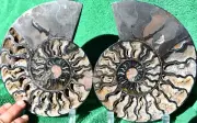 Large Black Ammonite PAIR Deep Crystals XXLARGE 7.4" 188mm 110myo fossil a3975xx