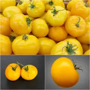 Tomato - Yellow Perfection seeds