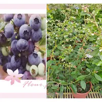 在飛比找蝦皮購物優惠-芙菈朵森林 暖地小藍莓/藍莓 藍莓肥料 5-6吋盆 樹苗 花