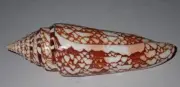 133 mm HUGE RARE Conus Milneedwardsi Clytospira Cone Seashell #AC9 Tamil Nadu
