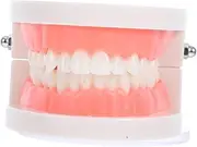 VILLFUL Dentals Model Kids Oral Education Model Tooth Typodonts Realistic Anatomic Demonstration Study and Teach Standard Size