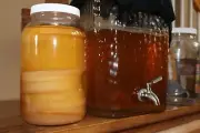 Authentic Jun Scoby - 5 inch - Raised on Raw, Local Honey and Organic Green Tea
