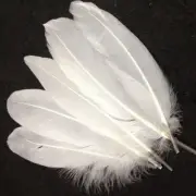 100x Nature Large Goose Feathers15cm 20cm Top Quality DIY Decoration