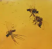 Swarm of Brachycera (Fly), Fossil insect inclusion in Burmese Amber
