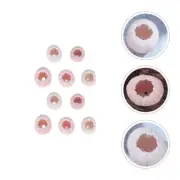 10 Pcs Sea Shell Material Shells for Air Plants Man Office