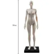 30cm Female Male Anatomy Figure Anatomy Skull Bone Medical Artist Draw Manikin