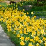 Daffodil Yellow Trumpet – Pre-Order