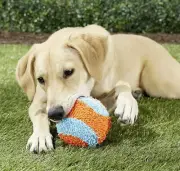 Chuckit! Indoor Ball Fetch Dog Toy Lightweight Foam New 5” Diameter Orange Blue