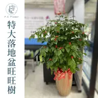 在飛比找蝦皮購物優惠-【F.C Flower】特大落地盆旺旺樹 旺旺樹盆景 盆栽 