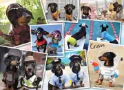 Willow Creek Press Crusoe's Greatest Hits 1000 Piece Jigsaw Puzzle