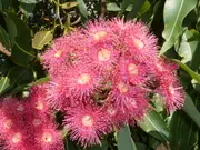Buy Eucalyptus Swamp Bloodwood Trees (Corymbia ptychocarpa)