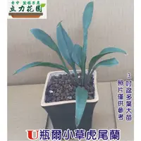 在飛比找蝦皮購物優惠-U瓶爾小草 虎尾蘭 3吋盆單株裸根中小苗 短葉虎尾蘭 花苗 