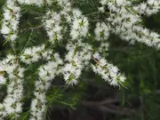 Buy Melaleuca - White cloud tree (Melaleuca bracteata)