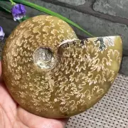 Rare Natural polishing conch ammonite specimens of Madagascar 259g AF11