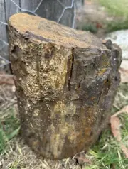 very Heavy Petrified Wood Round Just under 11 Kg From QLD