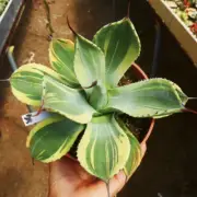 8CM Succulent Agave Plant Agave Flexispina Variegated Agavaceae Garden Plant