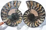 Large Black Ammonite PAIR Deep Crystals 110myo FOSSIL XXL 160mm 6.4" 9576aa