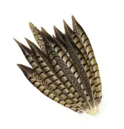 5 Pcs LADY AMHERST PHEASANT Feathers 4"-10" Top Quality!! Halloween/Hats/Costume
