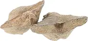 HEALEEP 2pcs Natural Sea Shell Specimen Educational Adornment for Teaching Supplies and Home Decor for Geology and Paleontology Enthusiasts Display Friendly